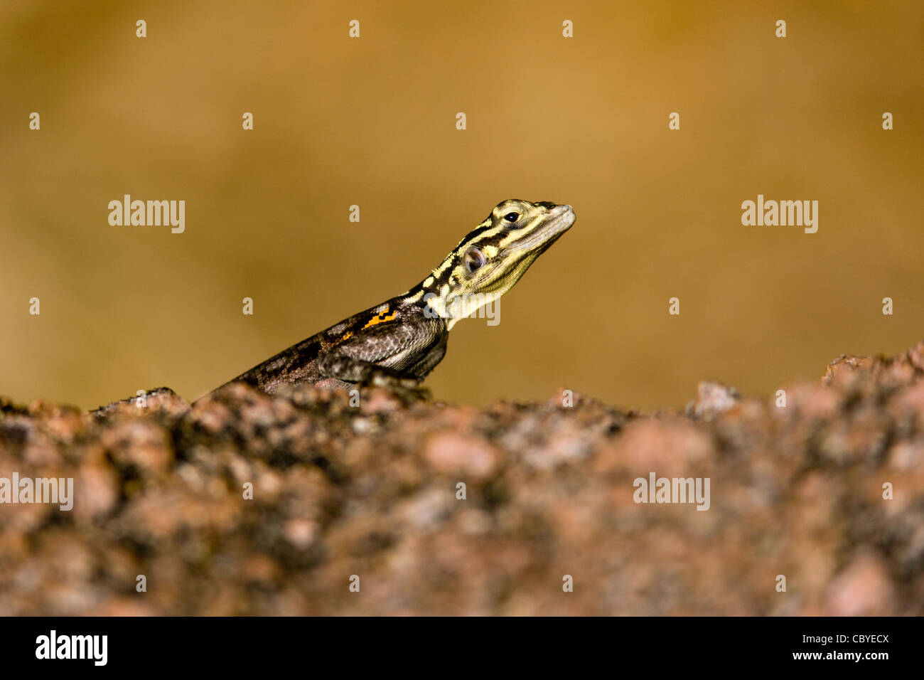 Agama Lizard (Female) - Mowani Mountain Camp - Twyfelfontein, Damaraland, Namibia, Africa Stock Photo