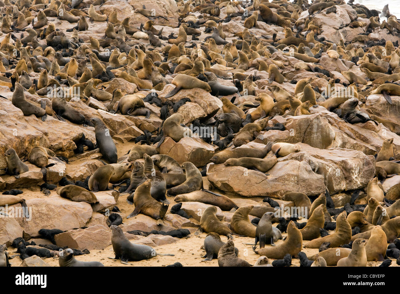 Cape Fur Seal Colony - Cape Cross Seal Reserve - near Henties Bay, Namibia, Africa Stock Photo