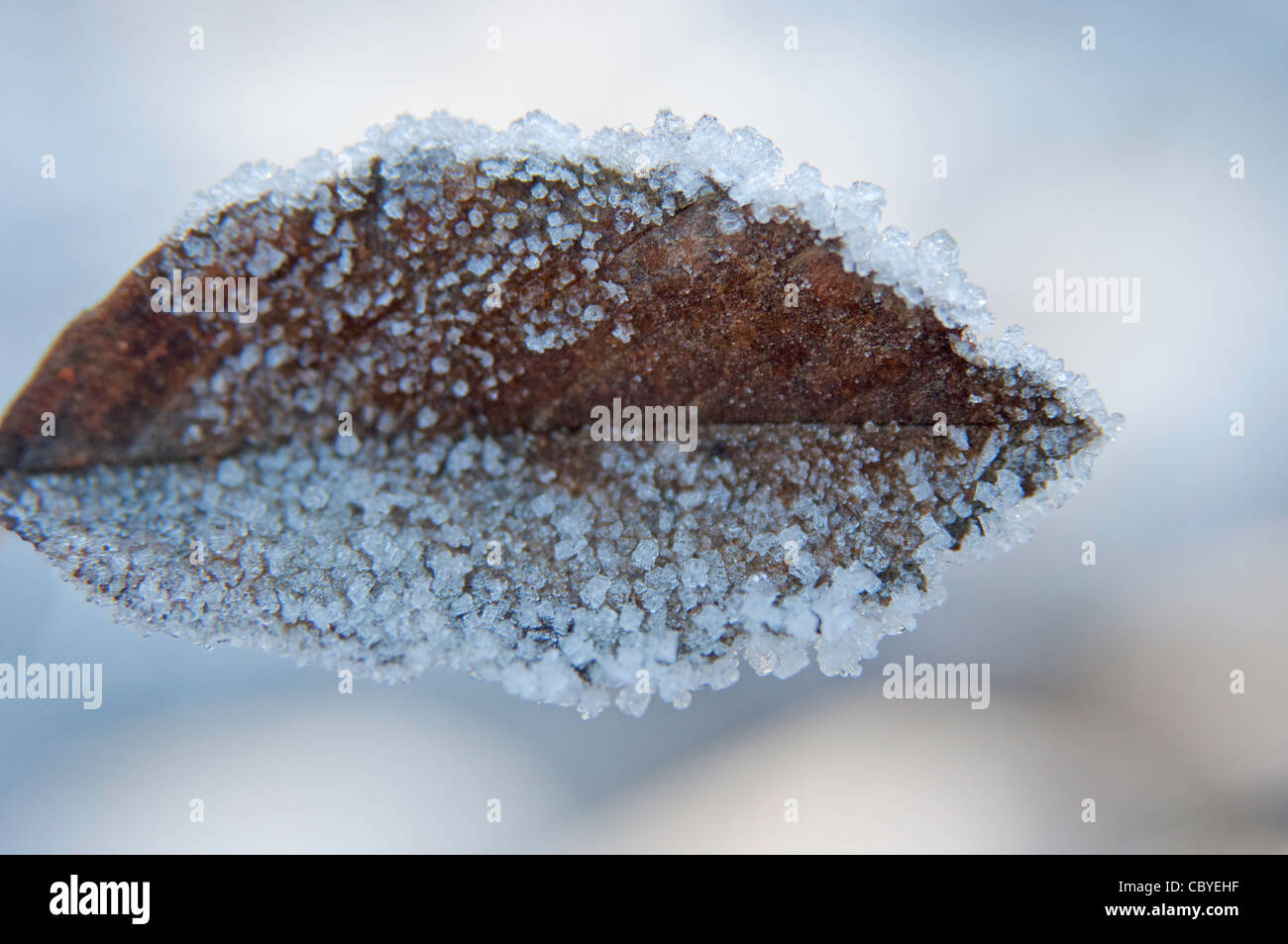close up image of brown leaf with ice crystals on it in the winter Stock Photo