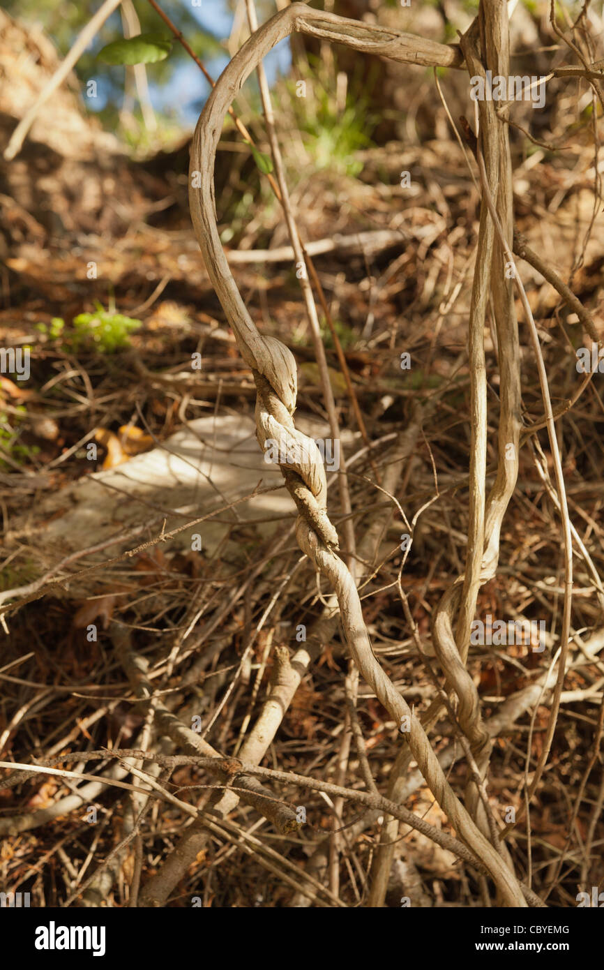 Tree roots growing above ground hires stock photography and images Alamy