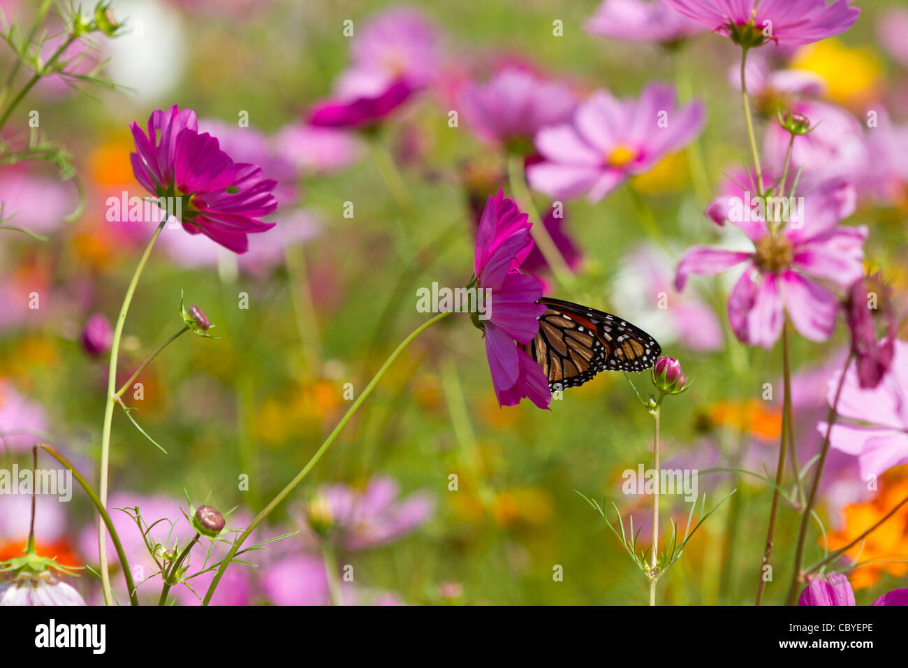Summer wildflowers with monarch butterfly. Stock Photo