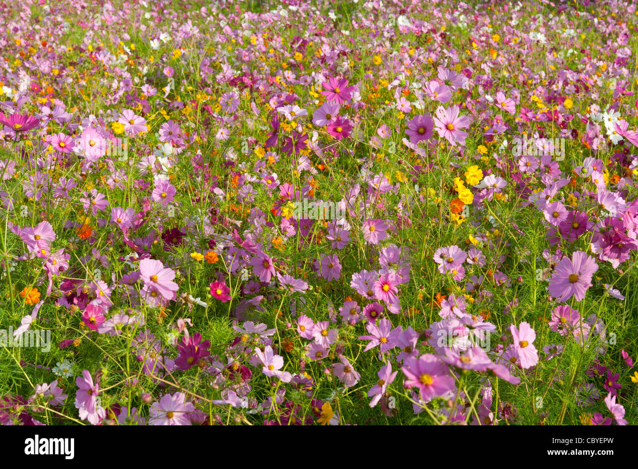 Summer wildflowers. Stock Photo