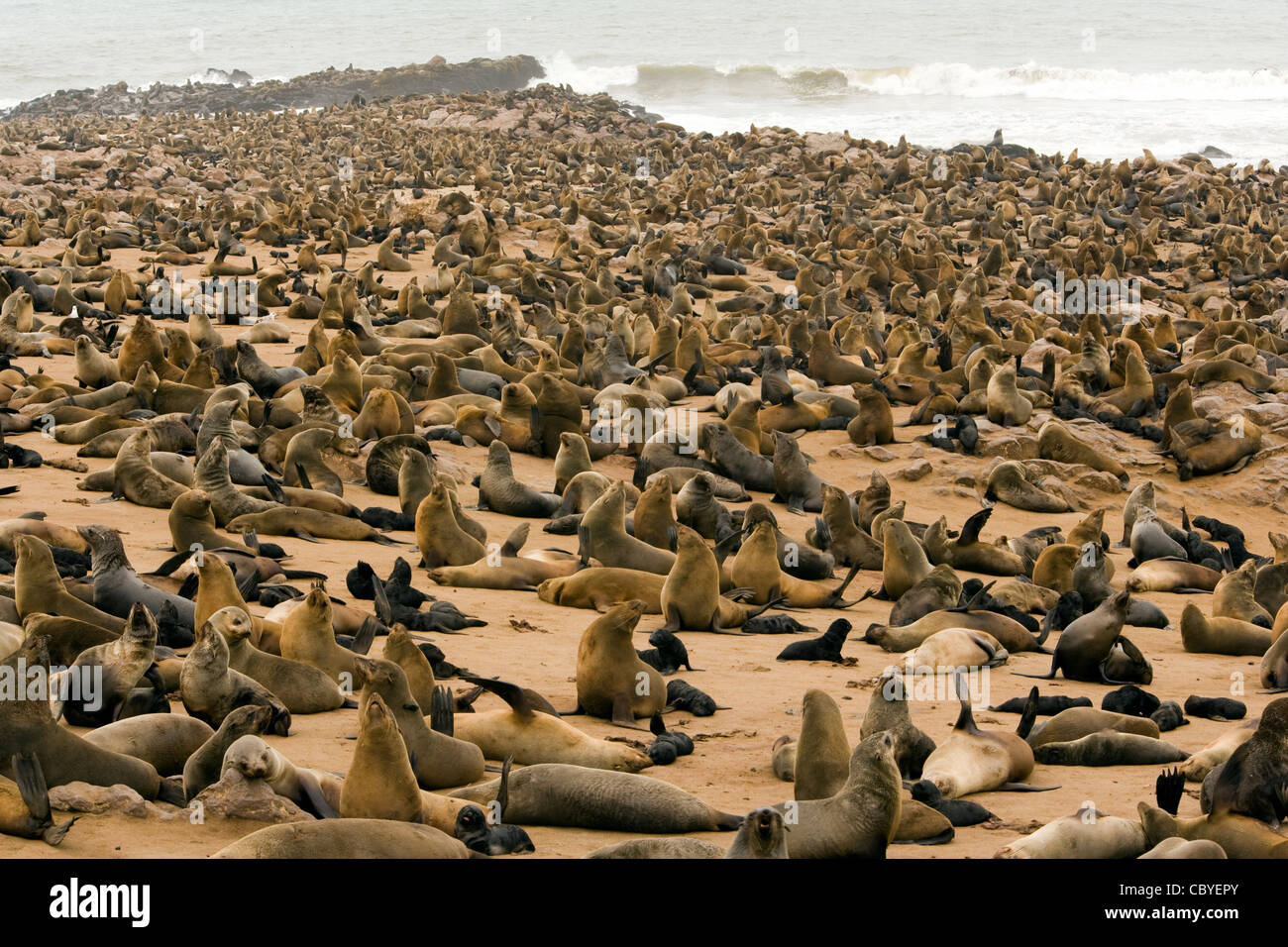 Cape Fur Seal Colony Cape Cross Seal Reserve near Henties Bay