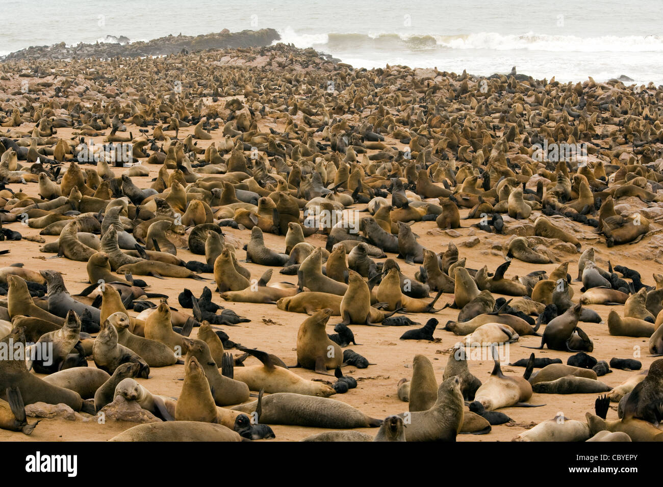 Cape Fur Seal Colony - Cape Cross Seal Reserve - near Henties Bay, Namibia, Africa Stock Photo