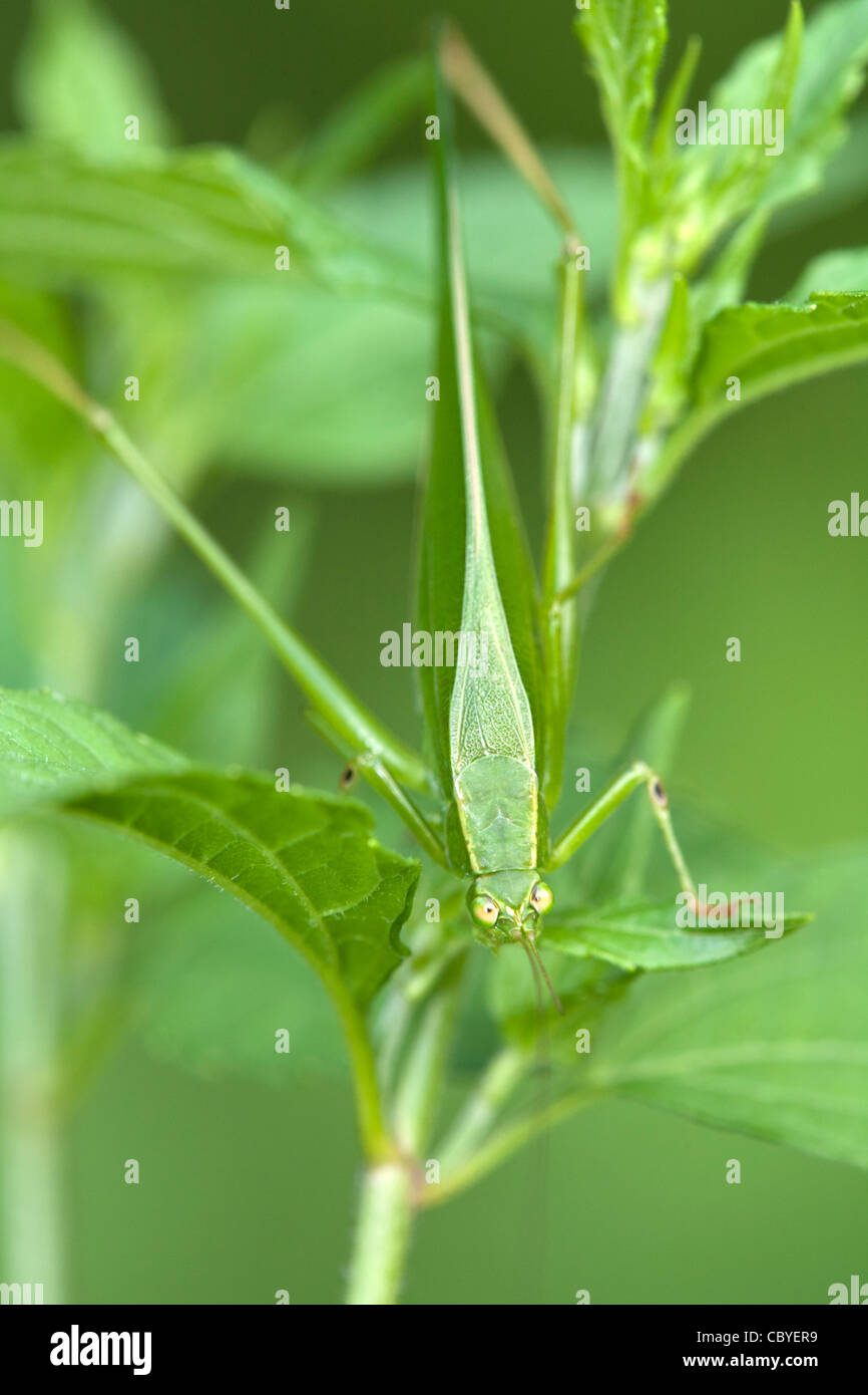Frontal view of a katydid. Stock Photo