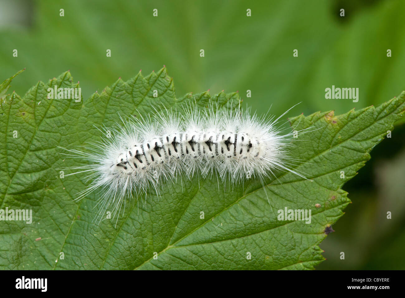 Hickory Tussock Moth (Lophocampa caryae) Stock Photo