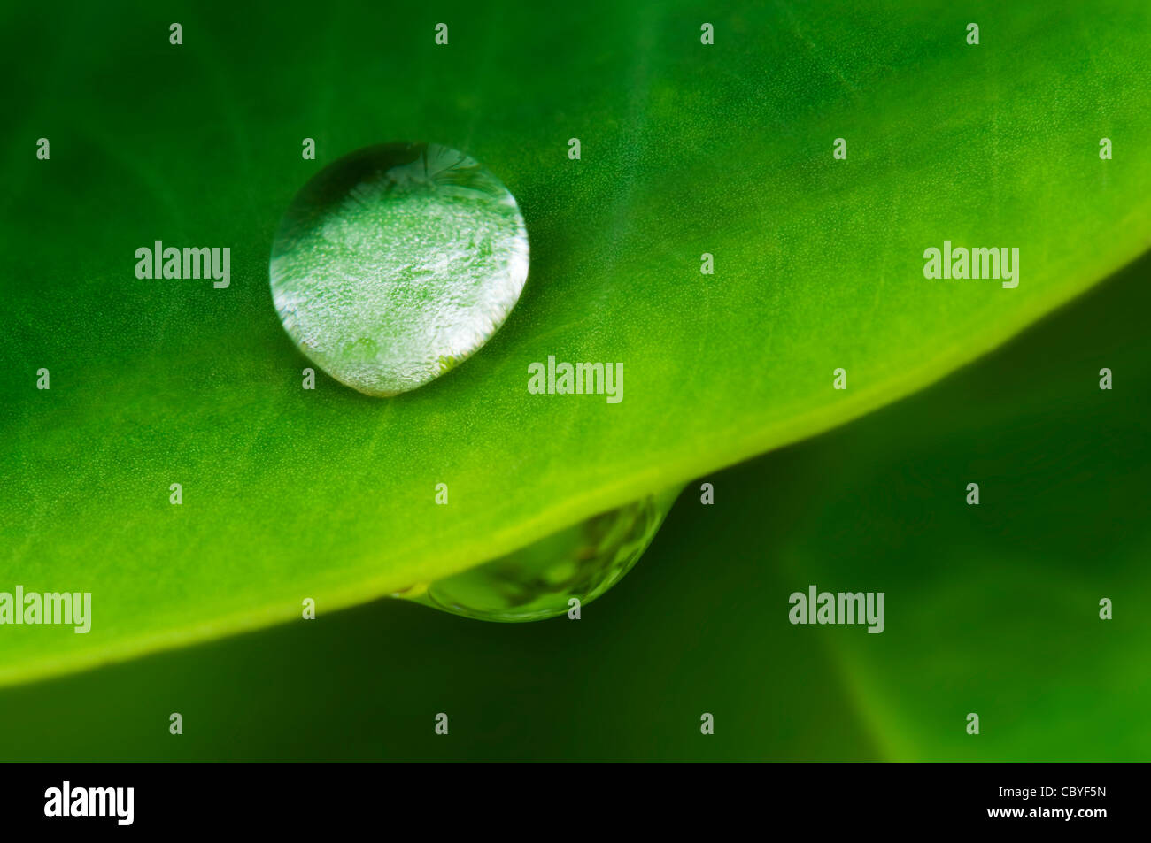 Water drop on a lotus leaf in early morning Stock Photo - Alamy