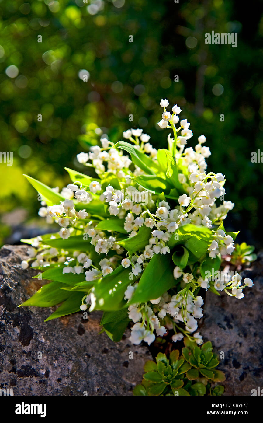 lily of the valley Stock Photo - Alamy