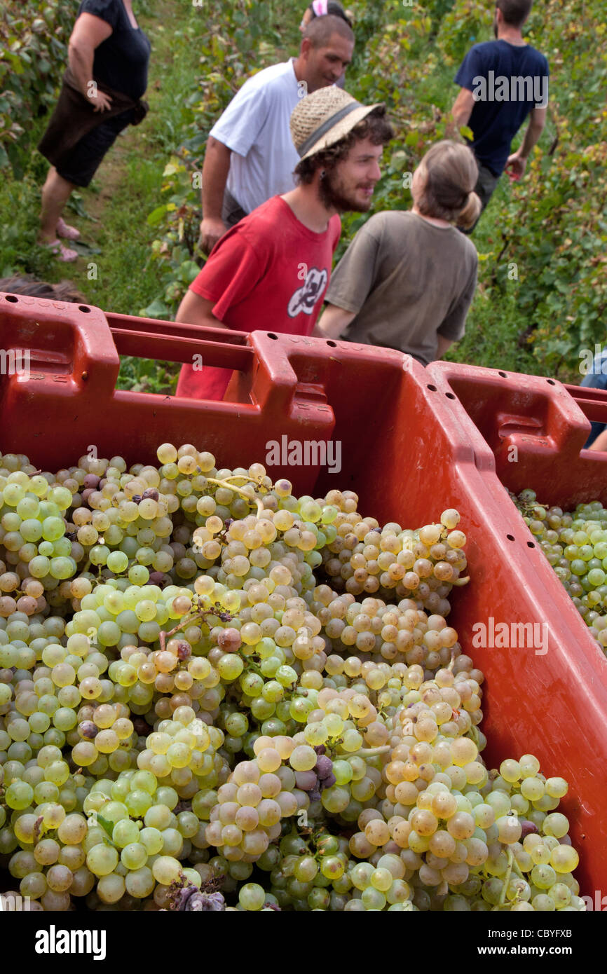 HAND PICKING OF THE GRAPES, BURGUNDY WHITE, HUBER-VERDEREAU VINEYARDS, VOLNAY, COTE-D’OR (21), BURGUNDY, FRANCE Stock Photo
