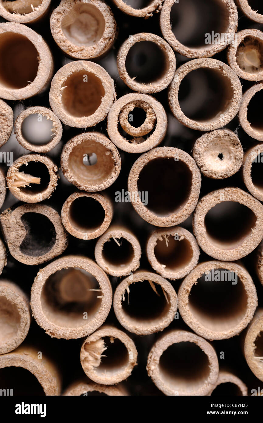 Insect nest Stock Photo
