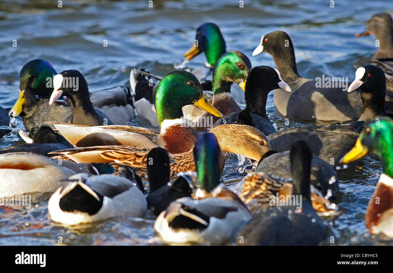 Male and female Mallards ducks and coots swimming in a group on a lake in search for food. Stock Photo