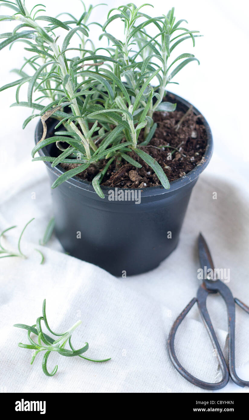 Rosemary in a pot with vintage garden scissors next to it Stock Photo
