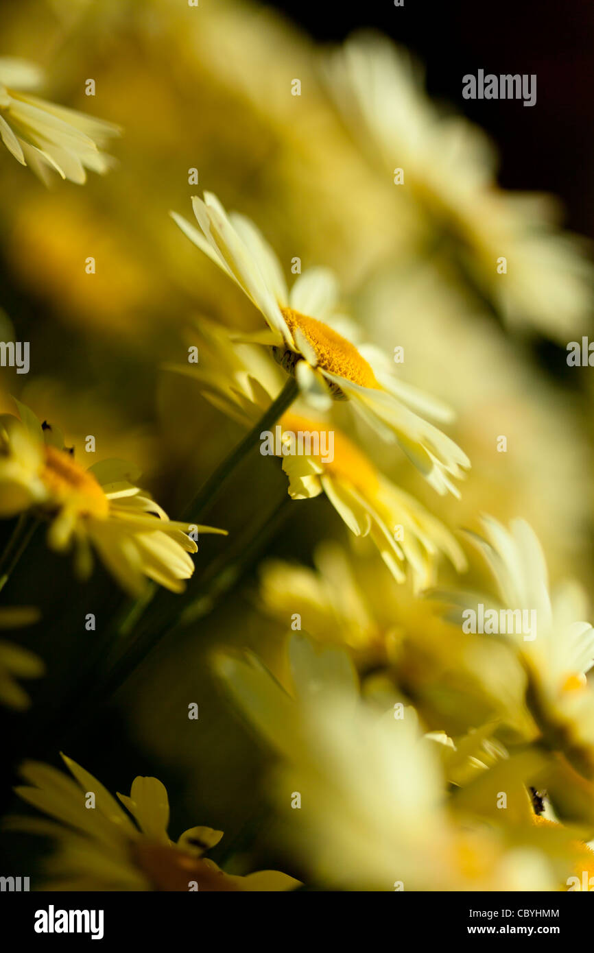 Flowers of Anthemis Tinctoria 'E. C . Buxton', common name Golden Marguerite,  on a sunny day Stock Photo