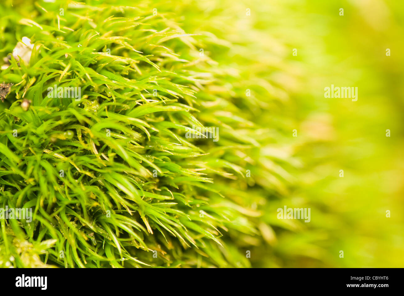 https://www.alamy.com/stock-photo-dicranella-moss-41788662.html