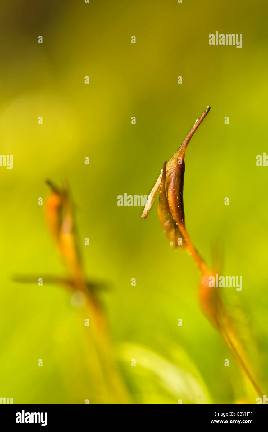 Cap moss hires stock photography and images Alamy