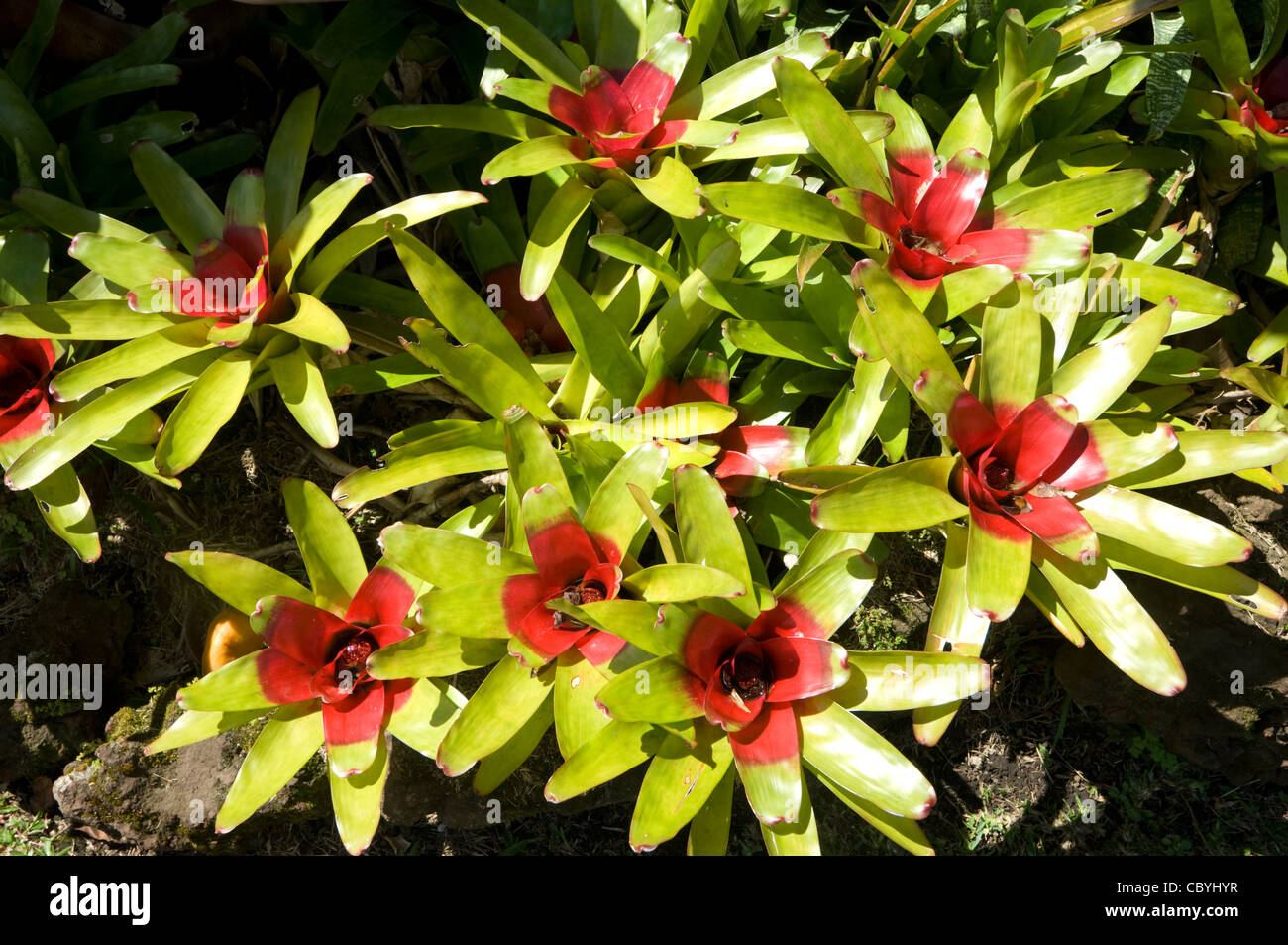 Bromeliads Costa Rica Stock Photo