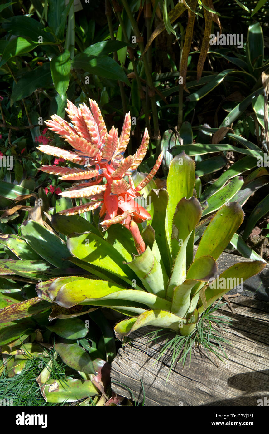 Flowering Pink Bromeliad Costa Rica Stock Photo