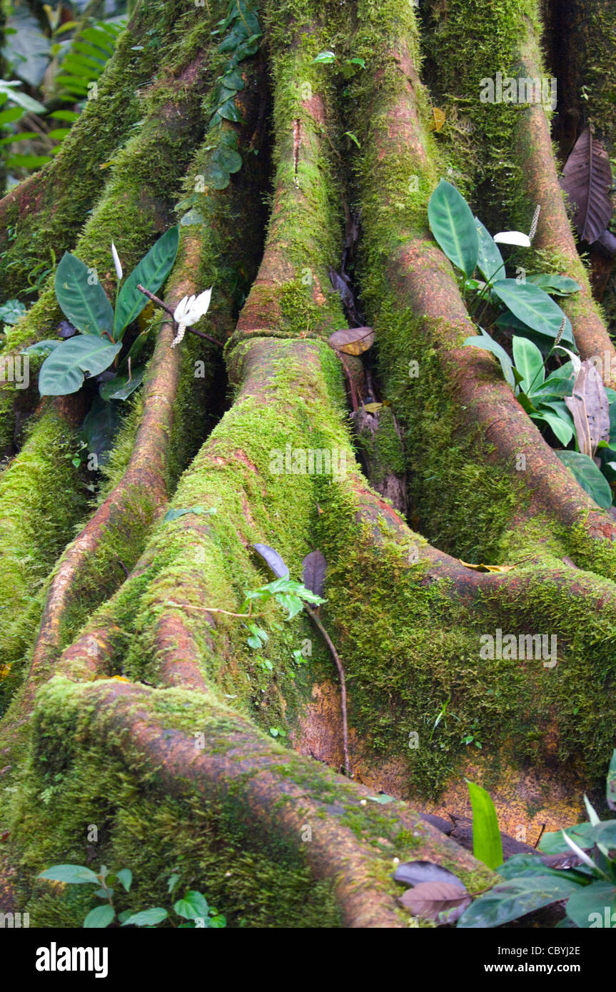 Buttress Roots Tree Wilson Botanical Gardens San Vito Costa Rica ...