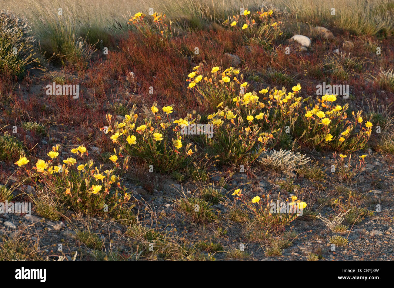 Evening Primrose (Oenothera odorata) and sheep's sorrel (Rumex acetosella) flower verge road 23 near El Chalten Patagonia Stock Photo