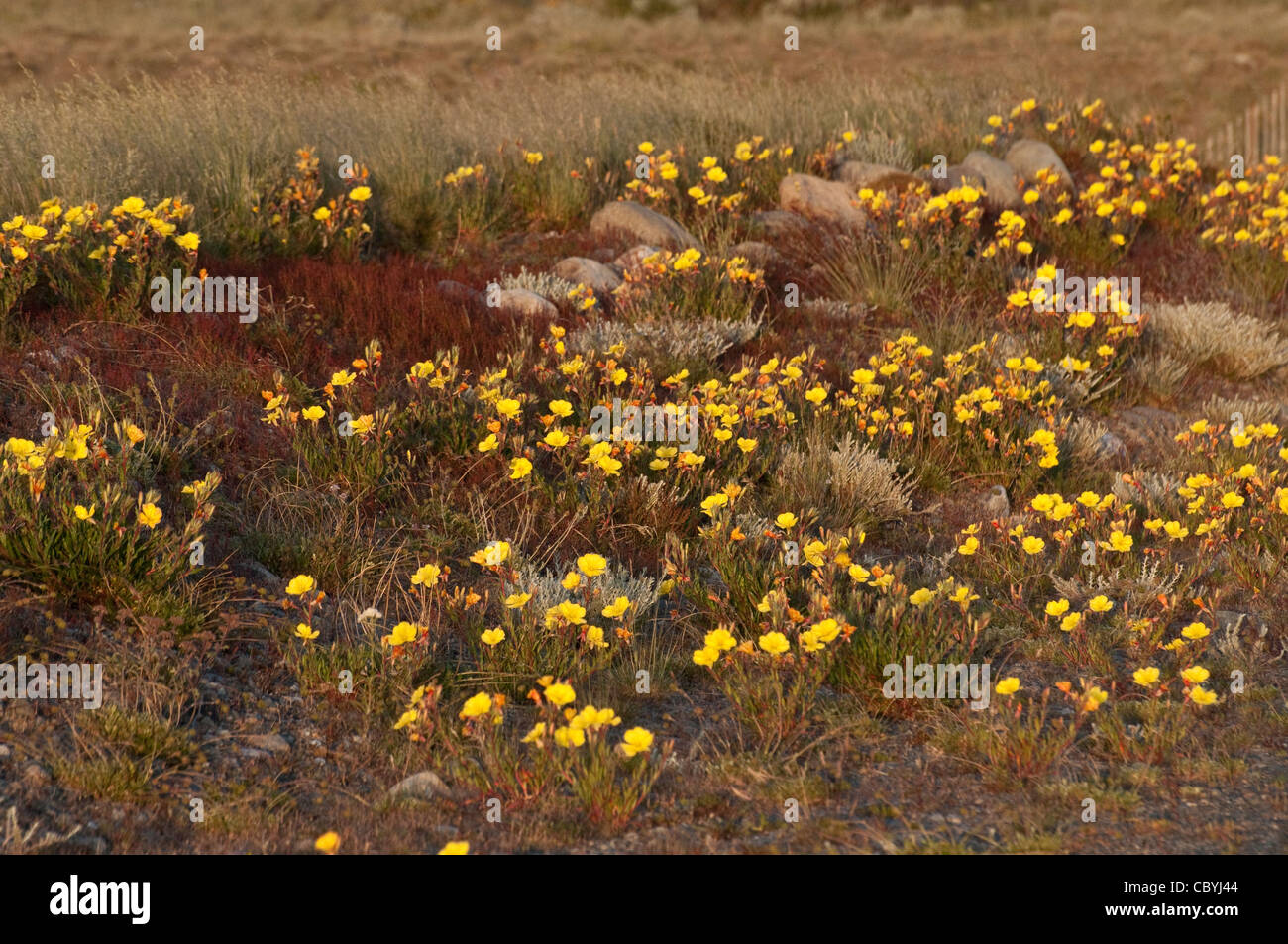 Evening Primrose (Oenothera odorata) and sheep's sorrel (Rumex acetosella) flower verge road 23 near El Chalten Patagonia Stock Photo