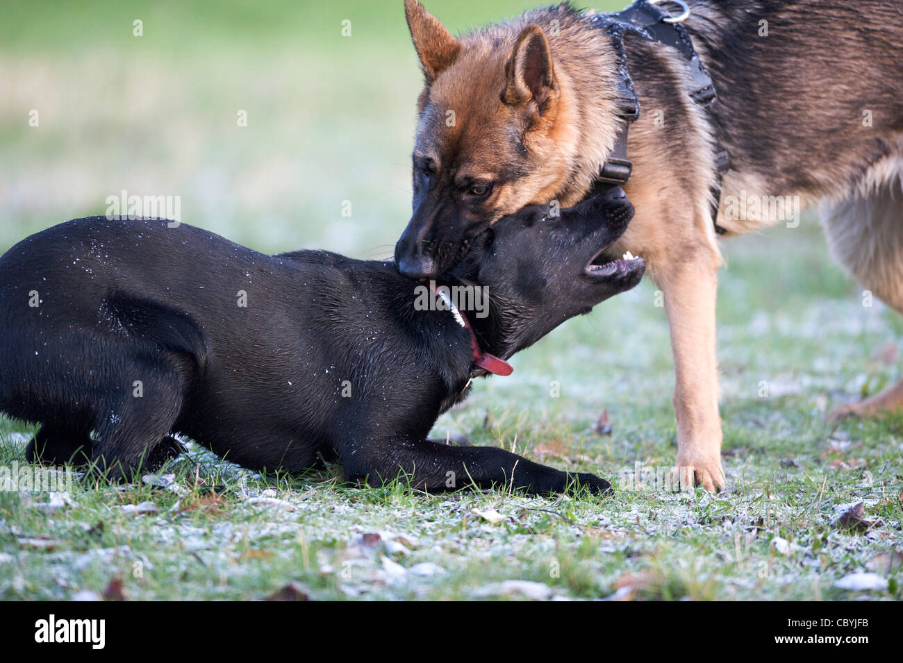 Alsatian labrador 2025