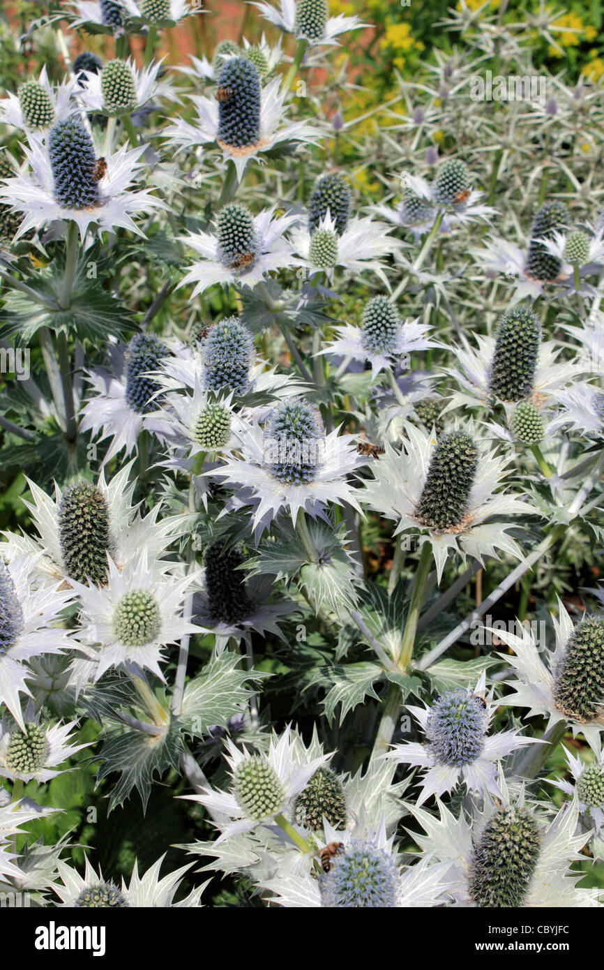 Eryngium bourgatii with silver spiny leaves, and dome-shaped umbels of flowers resembling those of thistles Stock Photo