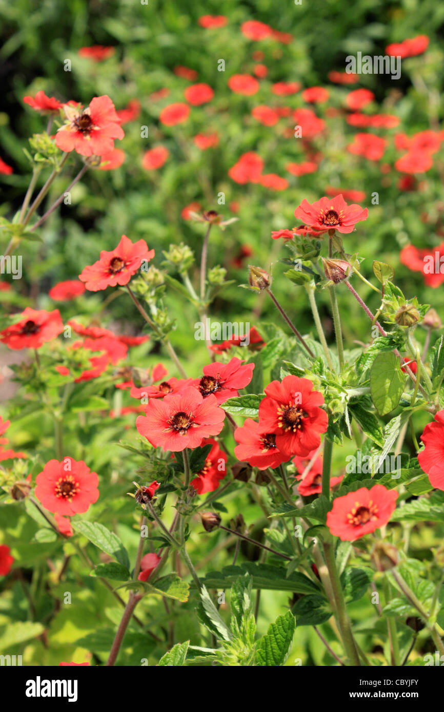Red flowers of 'Gibson's Scarlet' Potentilla or Cinquefoil Stock Photo