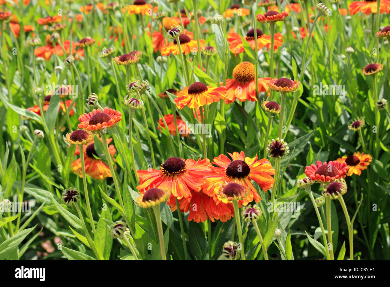 Helenium Sahin's Early Flowerer a herbaceous flowering plant in the daisy family Asteraceae. Stock Photo