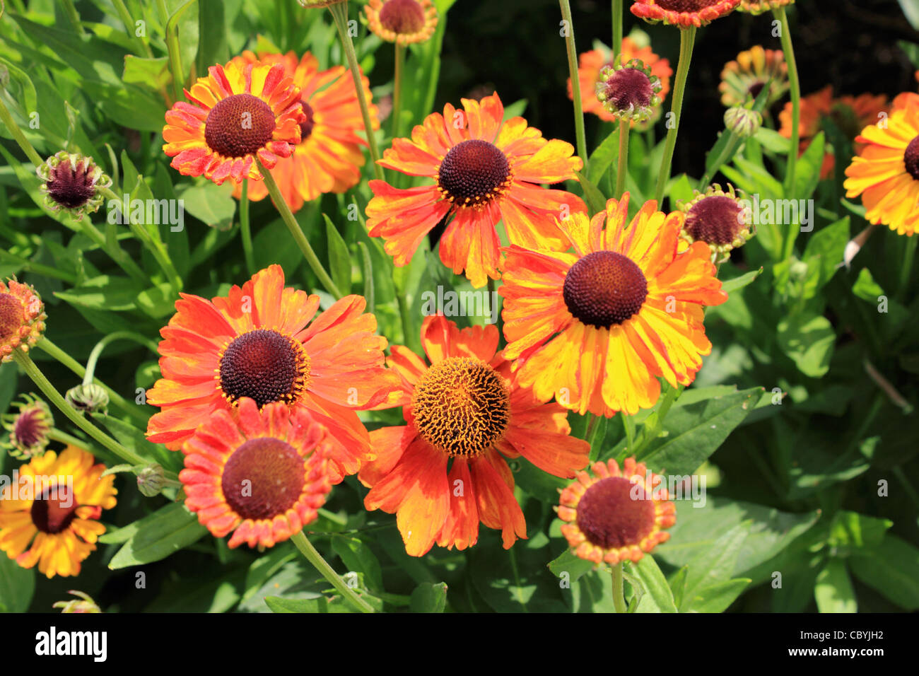 Helenium Sahin's Early Flowerer a herbaceous flowering plant in the daisy family Asteraceae. Stock Photo