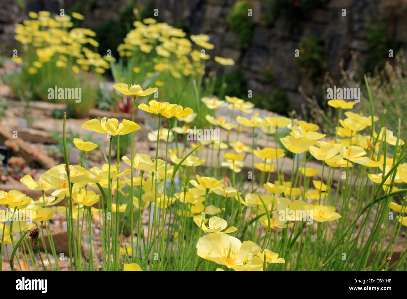 Yellow poppy alpine rockery plant - Papaver alpinum Stock Photo