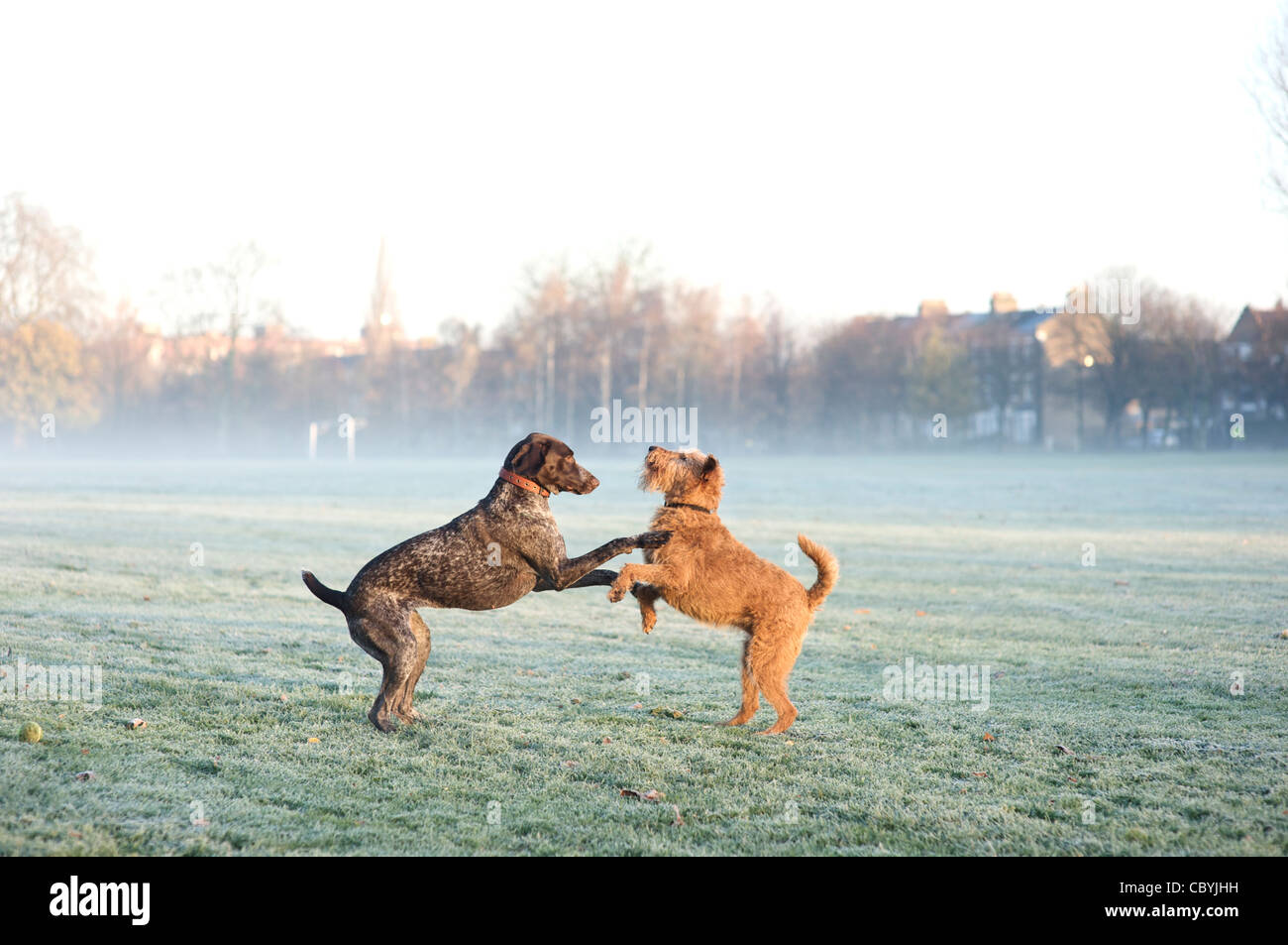 A German Short Haired Pointer Plays With An Irish Terrier Stock