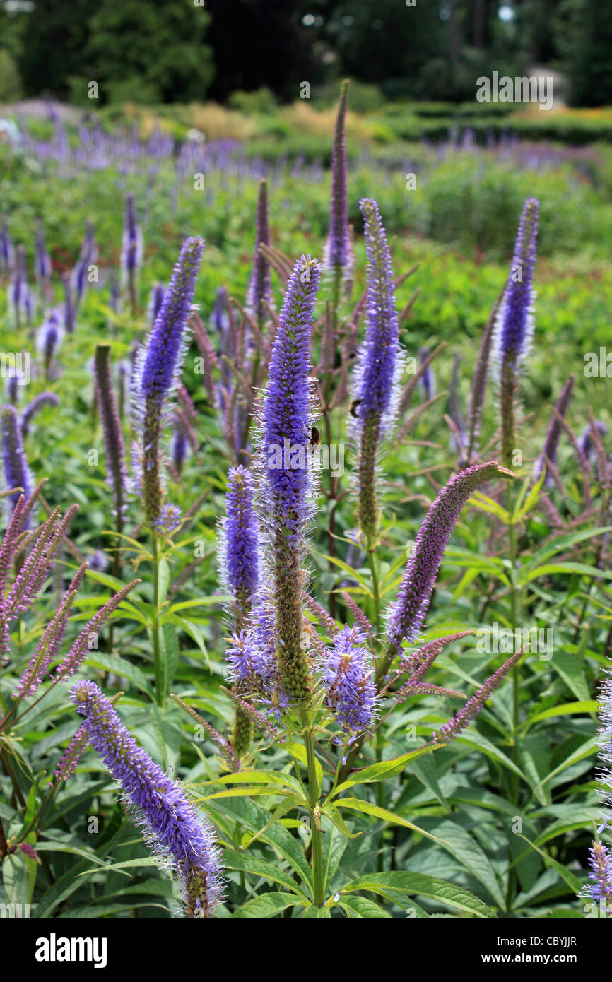 Tall purple flowers Stock Photo Alamy