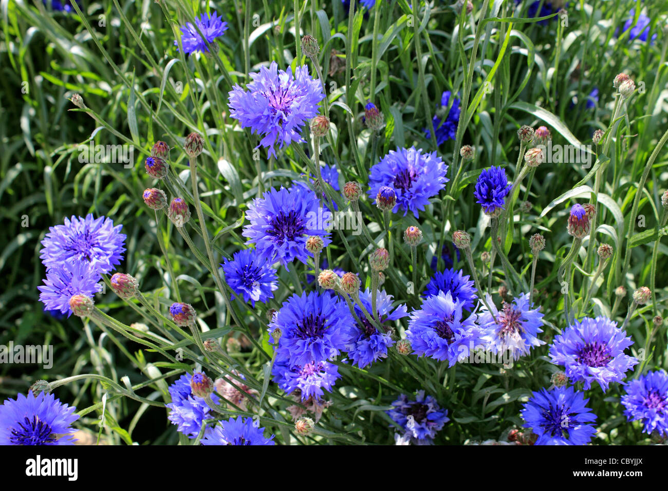 Centaurea cyanus blue Cornflower. Stock Photo
