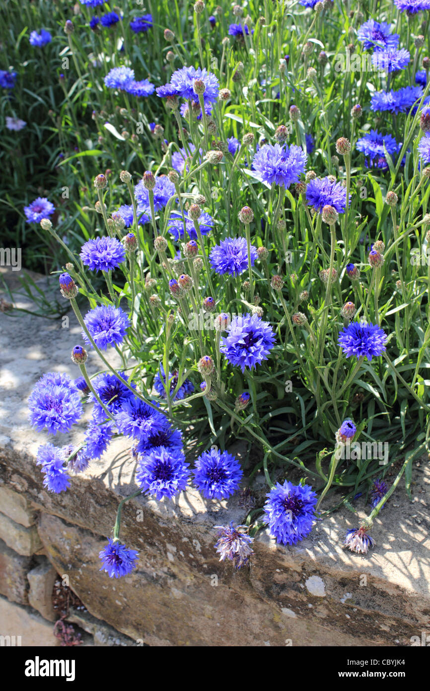 Centaurea cyanus blue Cornflower. Stock Photo