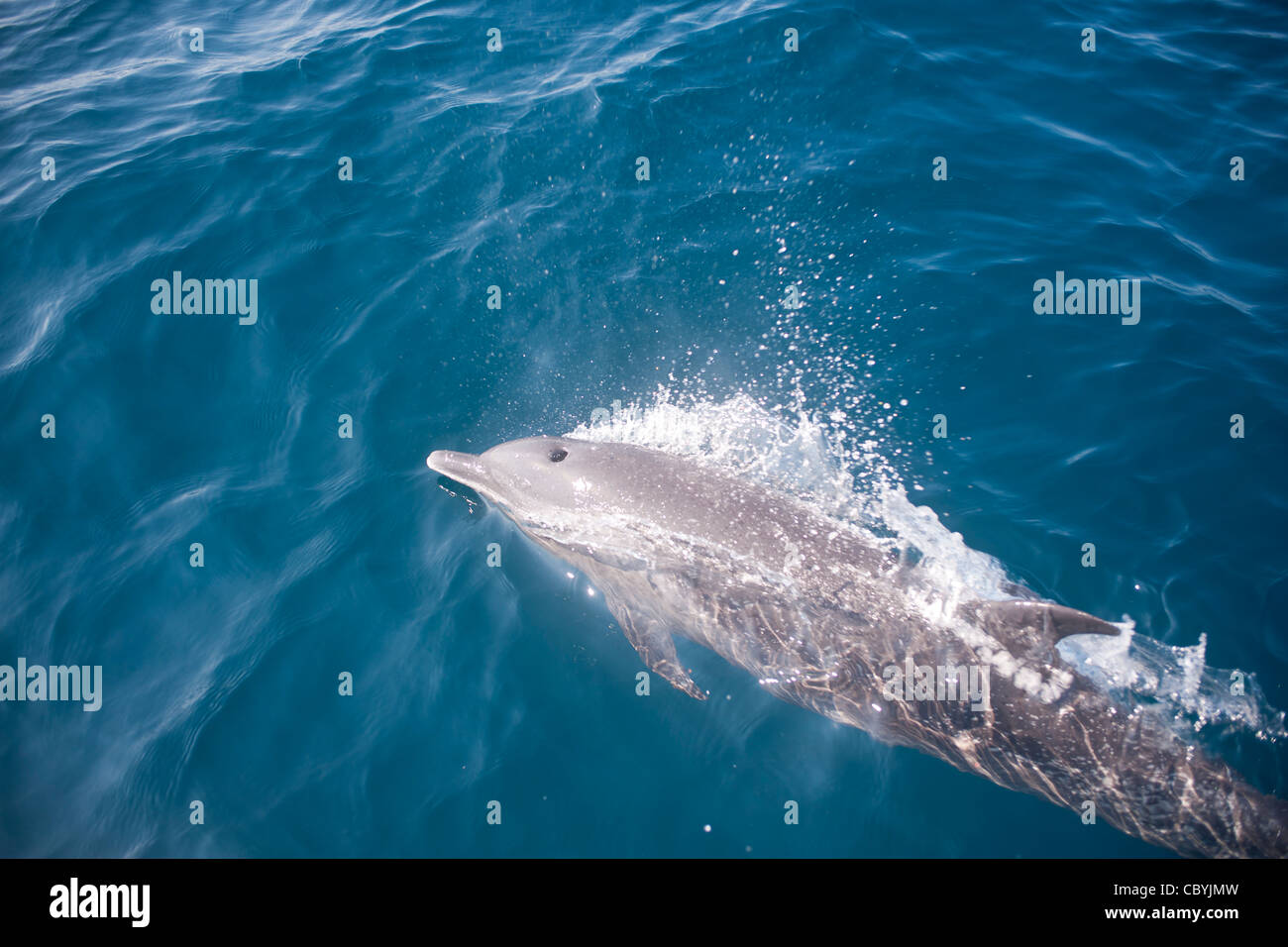 Pantropical spotted dolphin, Stenella attenuata, Mexico Stock Photo