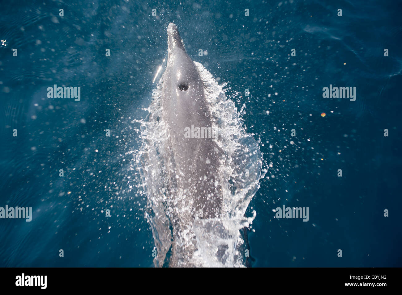 Pantropical spotted dolphin, Stenella attenuata, Mexico Stock Photo
