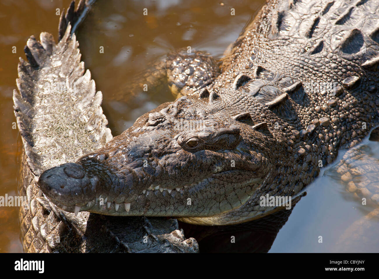 American Crocodile, Crocodylus acutus, Zihuatanejo Mexico Stock Photo
