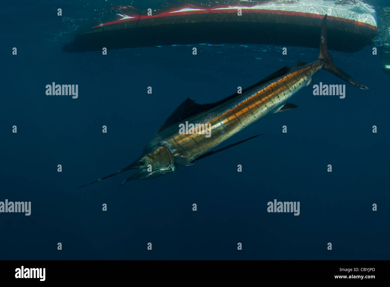 Sailfish, Istiophorus platypterus, being released while big game fishing Stock Photo