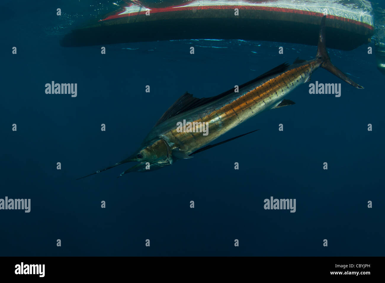 Sailfish, Istiophorus platypterus, being released while big game fishing Stock Photo