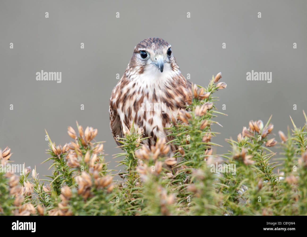 merlin sitting on gorse bush Stock Photo