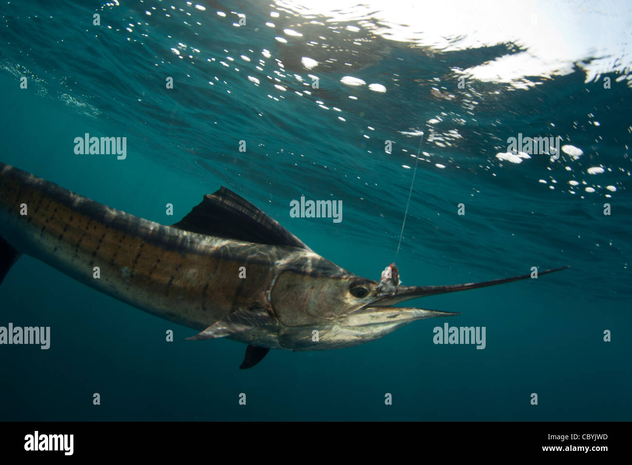 istiophorus-platypterus-sailfish-high-resolution-stock-photography-and