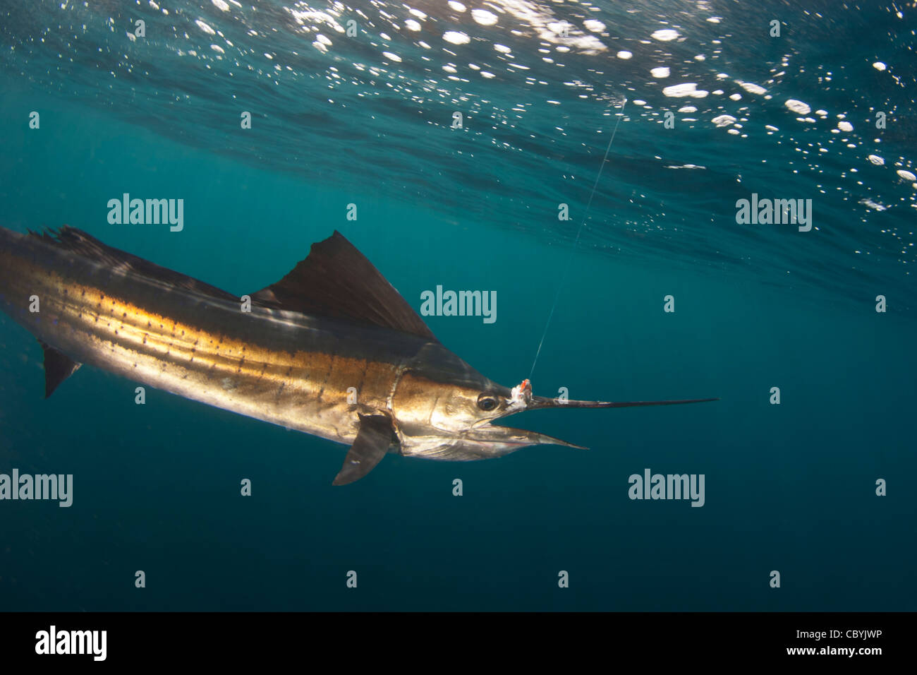 Sailfish, Istiophorus platypterus, being released while big game fishing Stock Photo