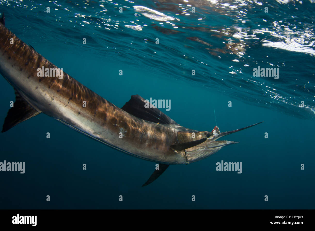 istiophorus-platypterus-sailfish-high-resolution-stock-photography-and
