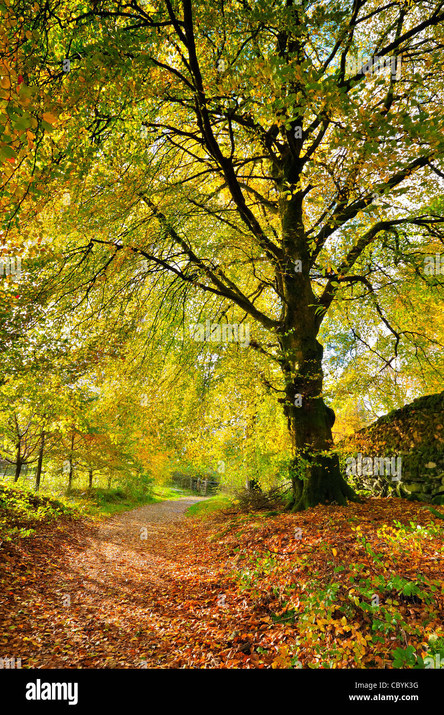 single tree on path;grasmere;lake district;england;uk;europe Stock Photo