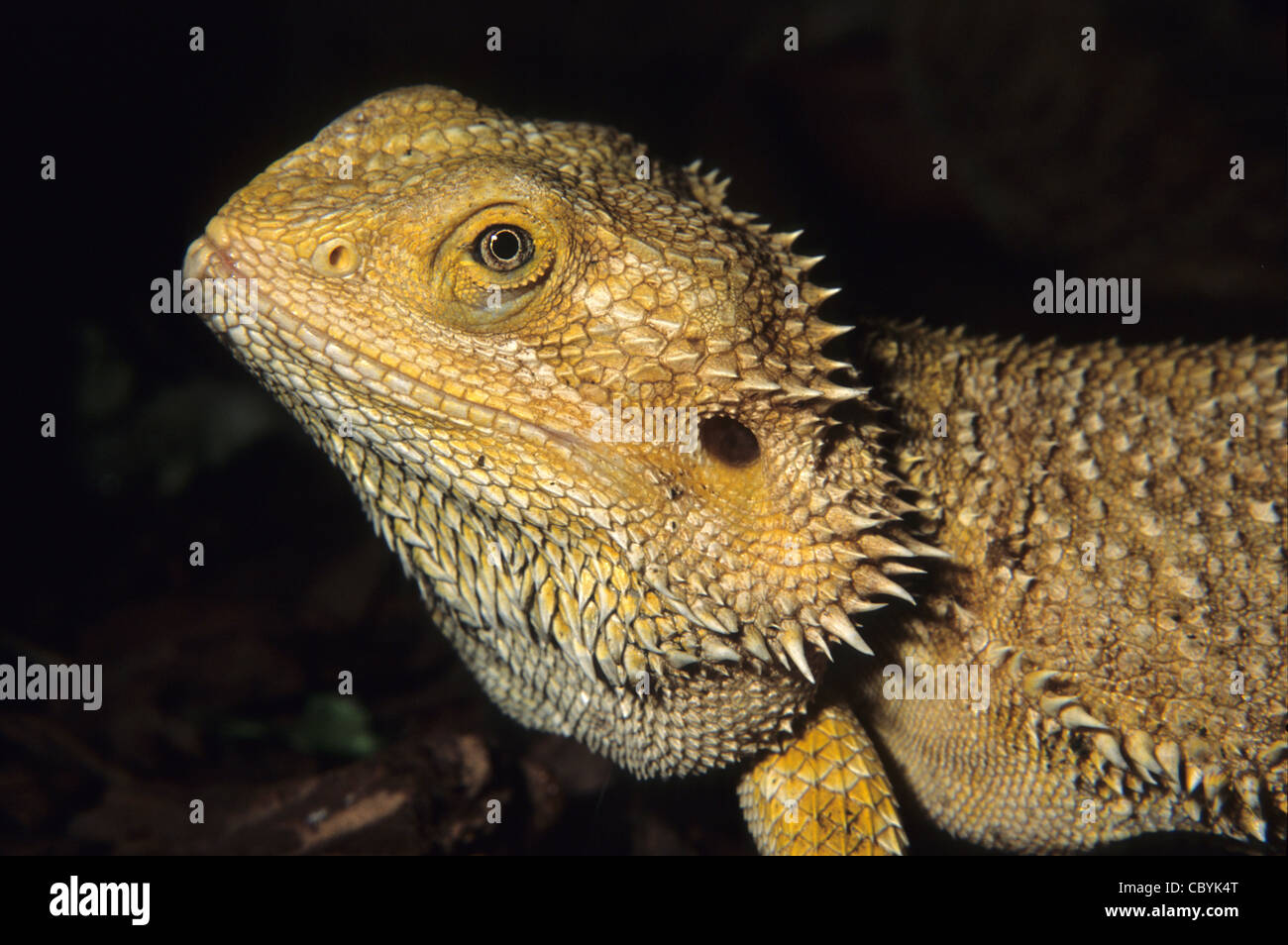 CB Pogona vitticeps Bearded Dragon