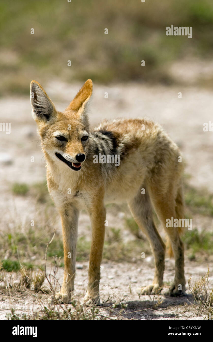 Black-backed Jackal - Etosha National Park, Namibia, Africa Stock Photo