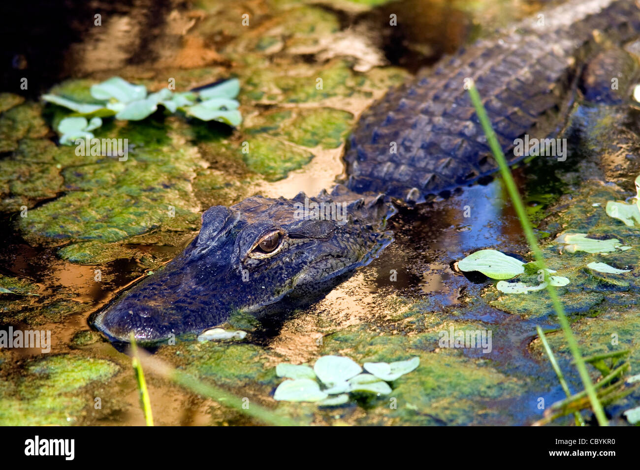 American Alligator - Wakodahatchee Wetlands - Delray Beach, Florida USA Stock Photo