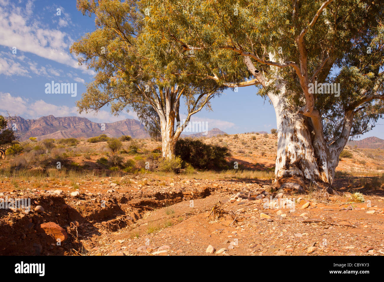 Old River Red Gum (Eucalyptus camaldulensis) trees in dry Moralana Creek on the Moralana Scenic Drive in the Flinders Ranges, outback South Australia Stock Photo