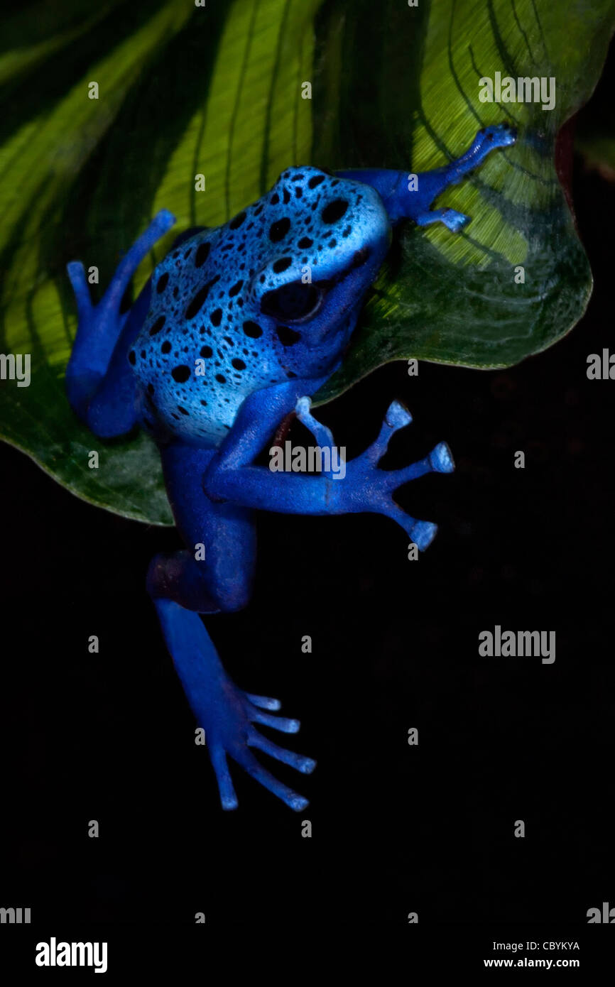 Blue poison dart frog hanging from a leaf. Stock Photo