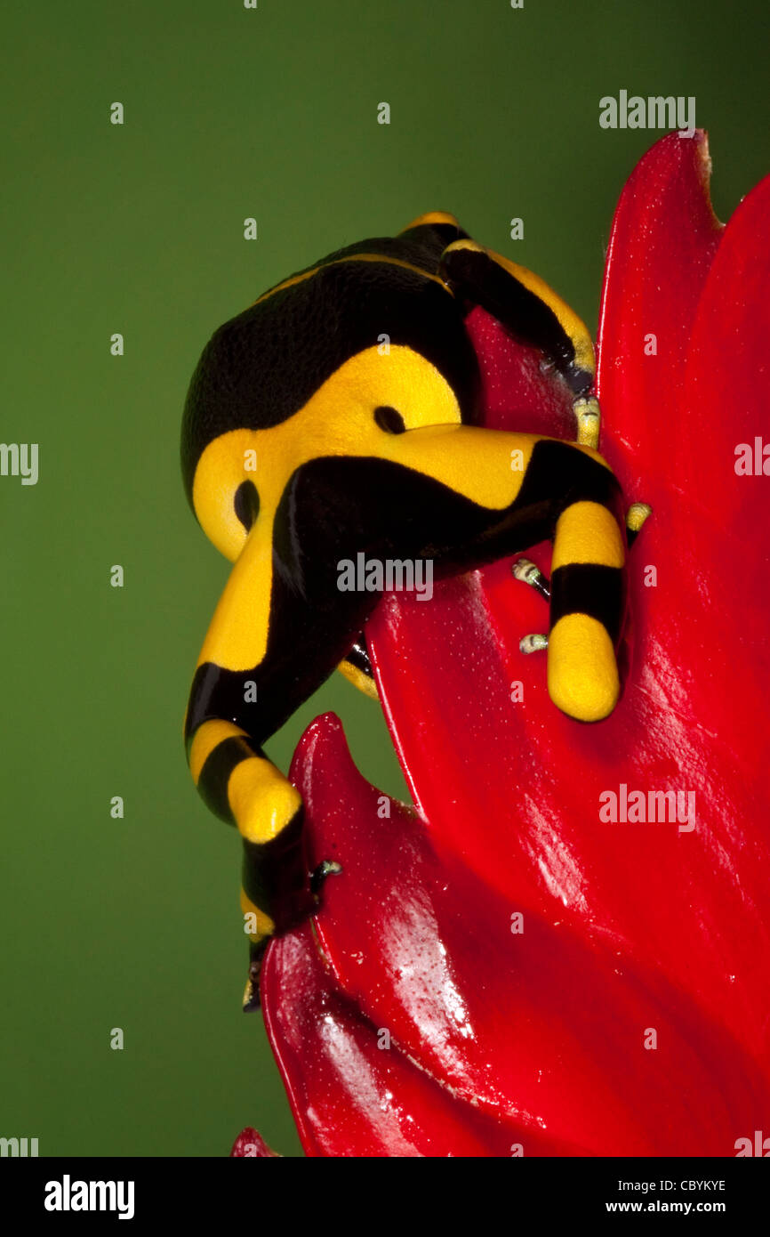 Yellow-banded poison dart frog (yellow-headed poison dart frog) (bumblebee poison frog) (dendrobates leucomelas) Stock Photo